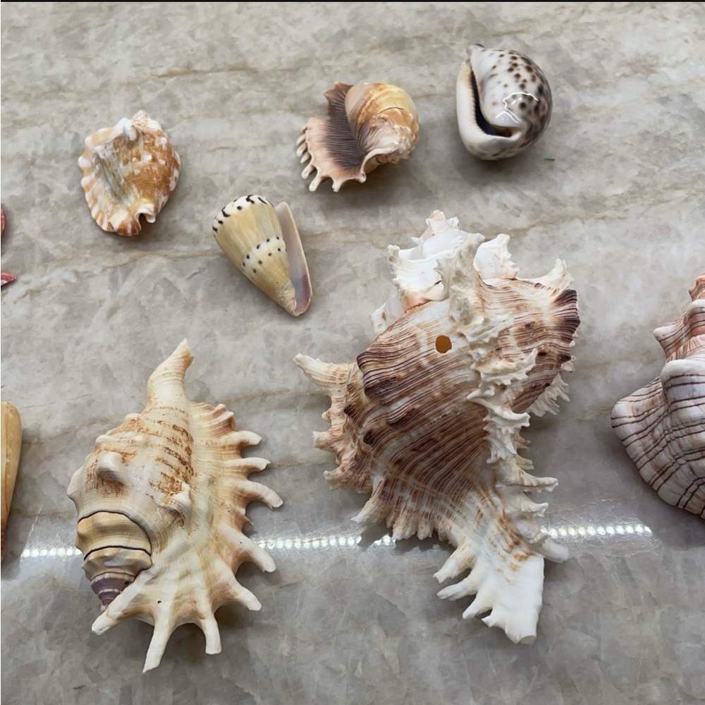 Various Large & Small Vintage Seashell Collection